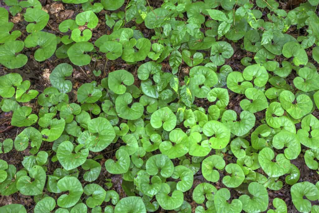 Wild ginger (Asarum shuttleworthii) has heart-shaped leaves