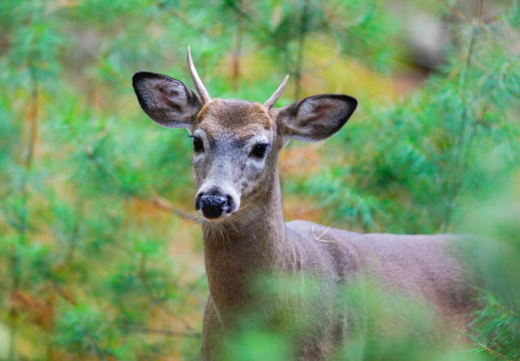 Spiking Antlers on White-tailed Deer