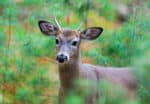 The term “spike” refers to bucks (male deer) with antlers that do not branch.