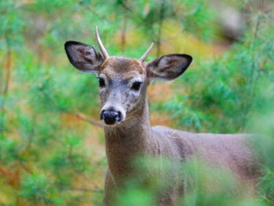 A Whitetail Deer
