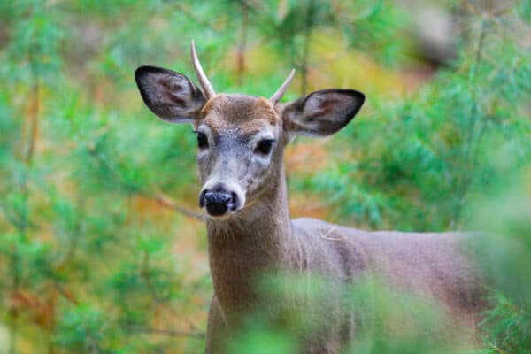 The term “spike” refers to bucks (male deer) with antlers that do not branch.