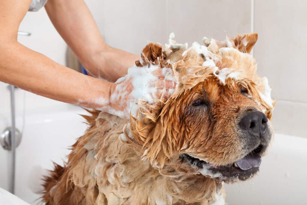 A chow chow in a bath