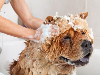 A The 3 Best Dog Washing Stations for Professionals