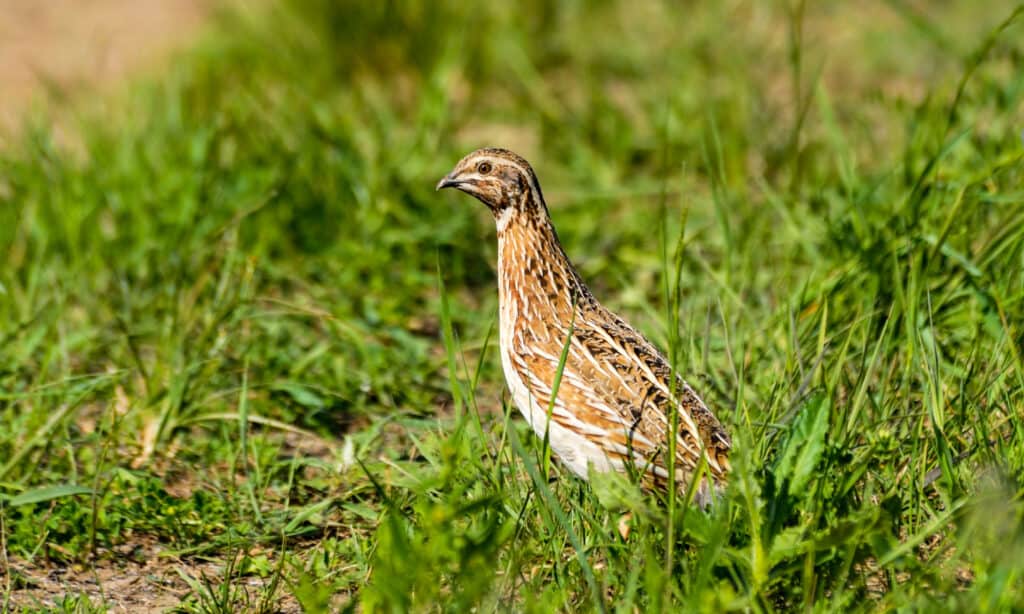 Common Quail, with white underbelly and brown/ white ticked upper body, center frame facing/ looking left. The quails is standing in tall green grass.