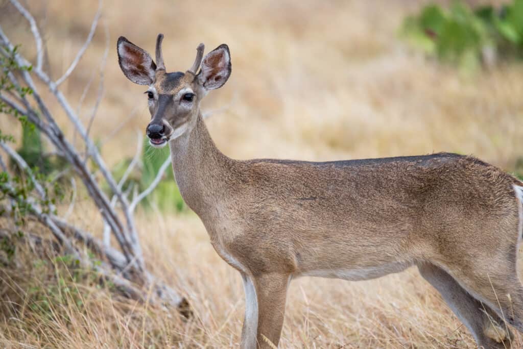 South Texas Yearling Buck