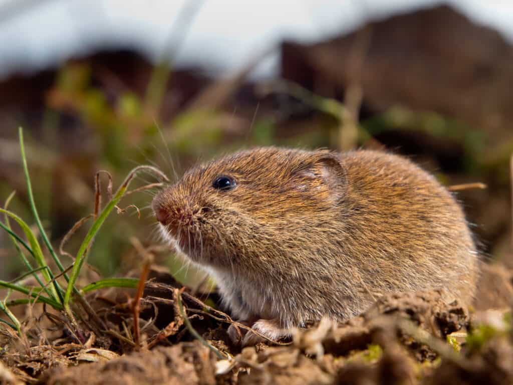 Common Vole (Microtus arvalis)