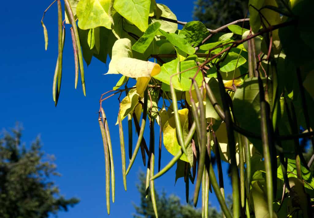 Northern catalpa (Catalpa speciosa) seed pods