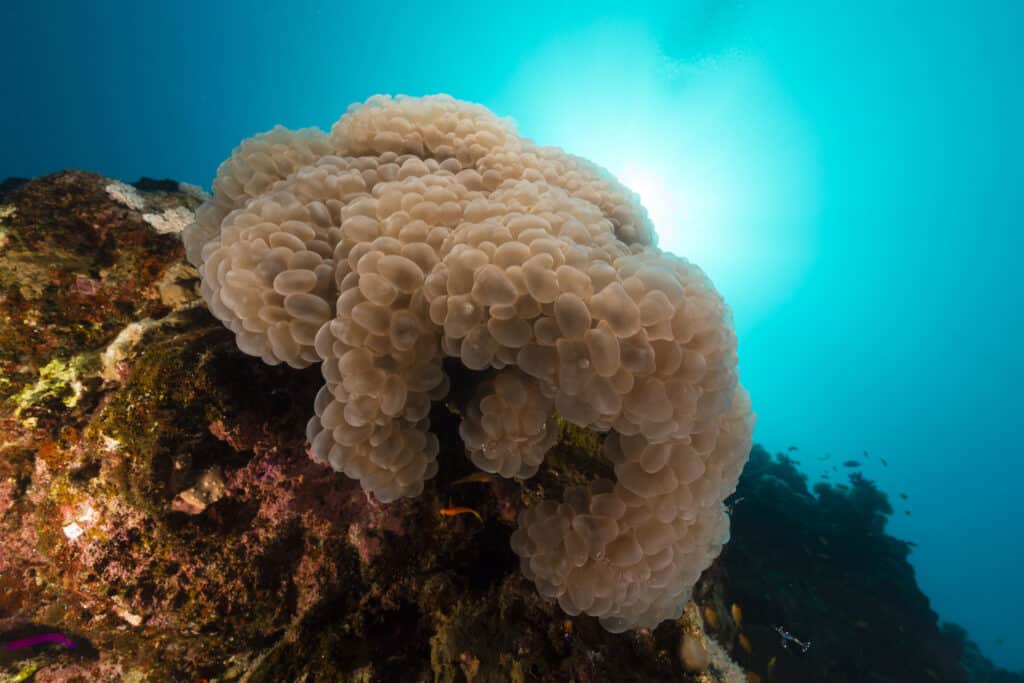 ปะการังฟอง (Plerogyra sinuosa)