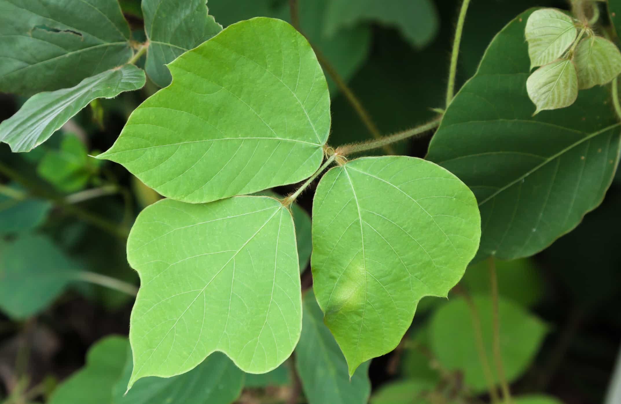 Kudzu vs. Poison Ivy: Are They the Same Plant? - A-Z Animals