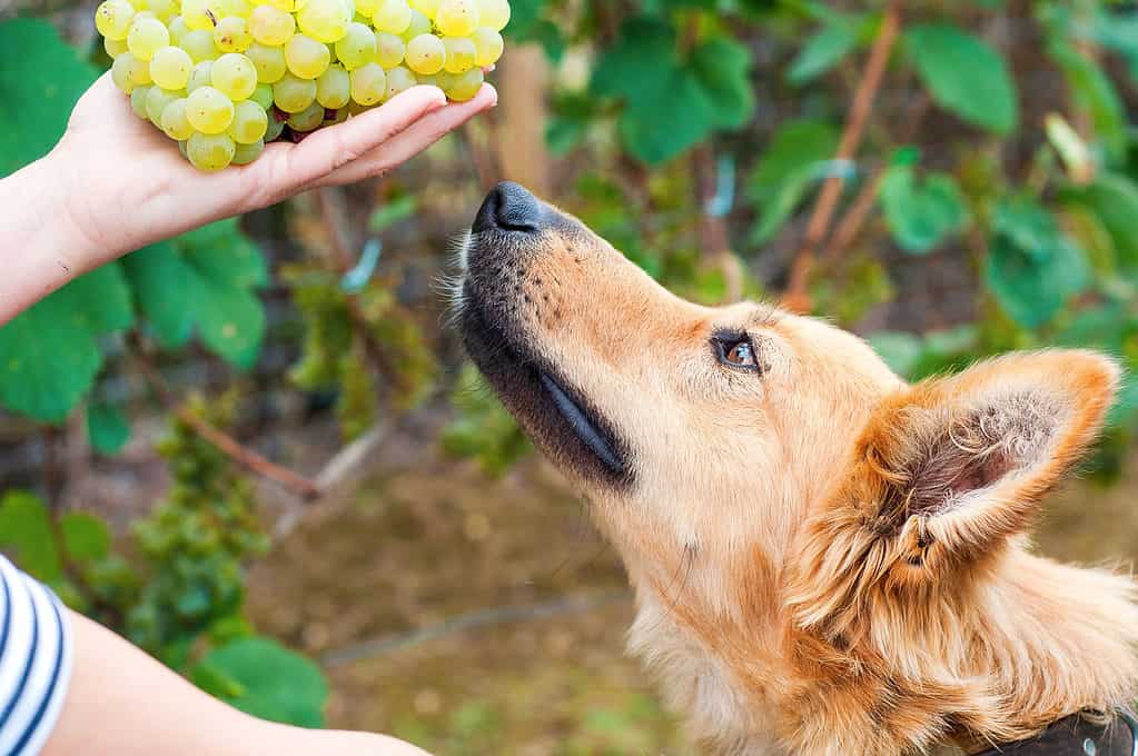 Grapes are toxic for dogs
