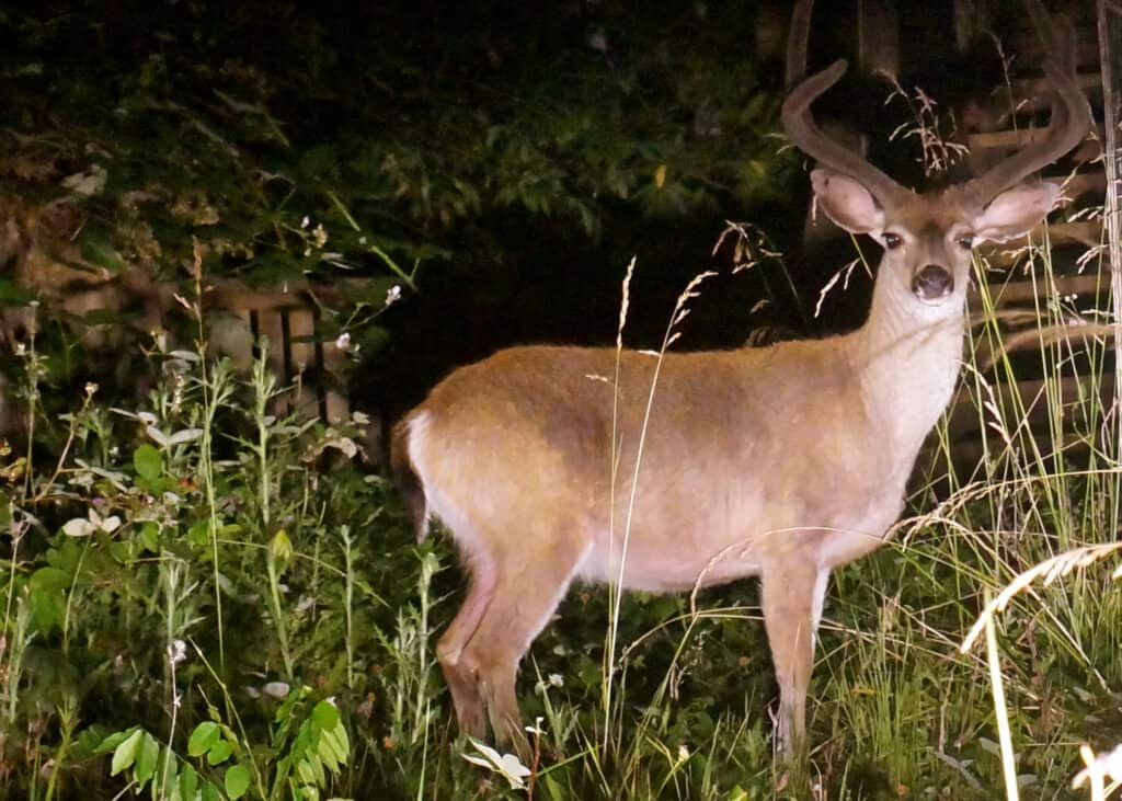 Deer in Headlights