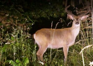 Deer in Headlights: Meaning and Origin Revealed photo
