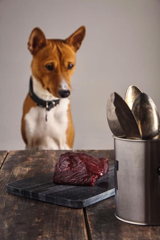 Basenji, Dog, Food, Meat, No People