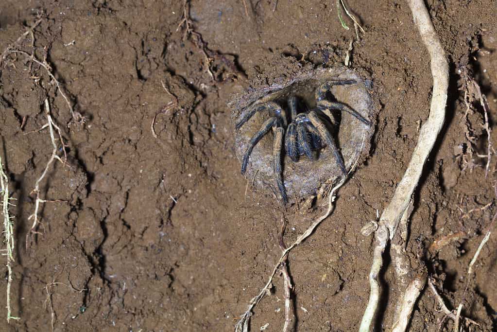 Trapdoor spider in mud burrow, Queensland, Australia