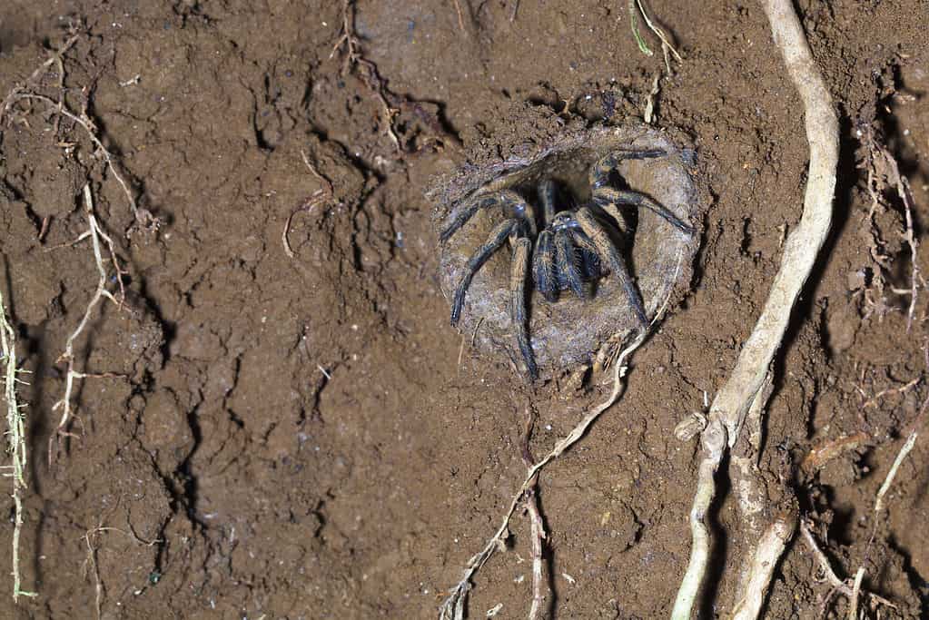 A trapdoor spider backing  into its hole. 