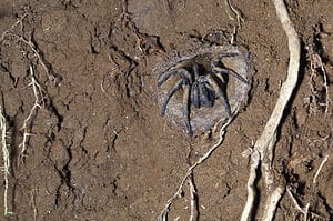 See Trap Door Spiders Rise Out of the Ground To Feast on Prey photo