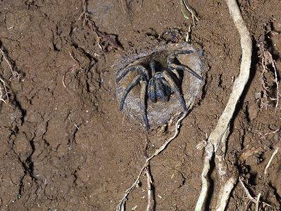 A See Trap Door Spiders Rise Out of the Ground To Feast on Prey