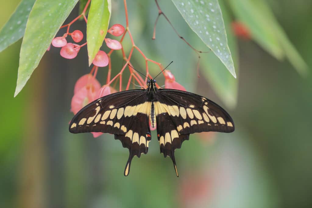 ผีเสื้อหางแฉกยักษ์ (Papilio cresphontes) กำลังกินดอกไม้ป่าสีขาว