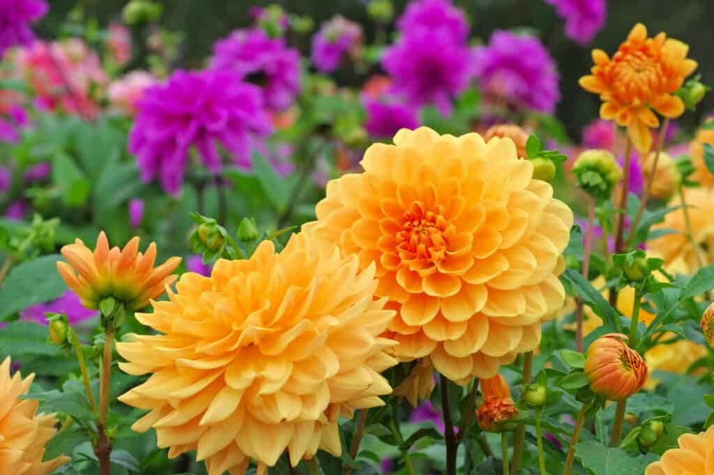 'Orange Garden' dahlia in full bloom