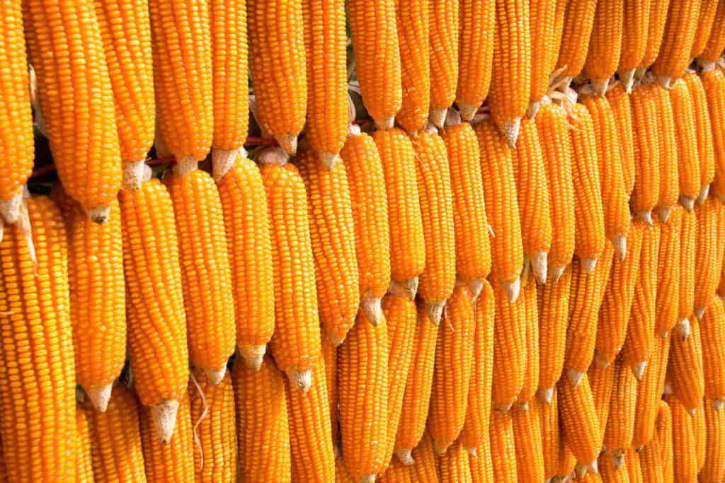 Array sort dent corn (Zea mays indentata)