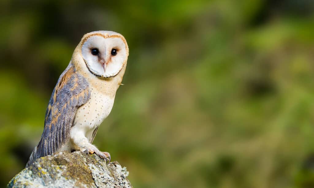 Barn Owl, Photography, Perching, Alertness, Animal