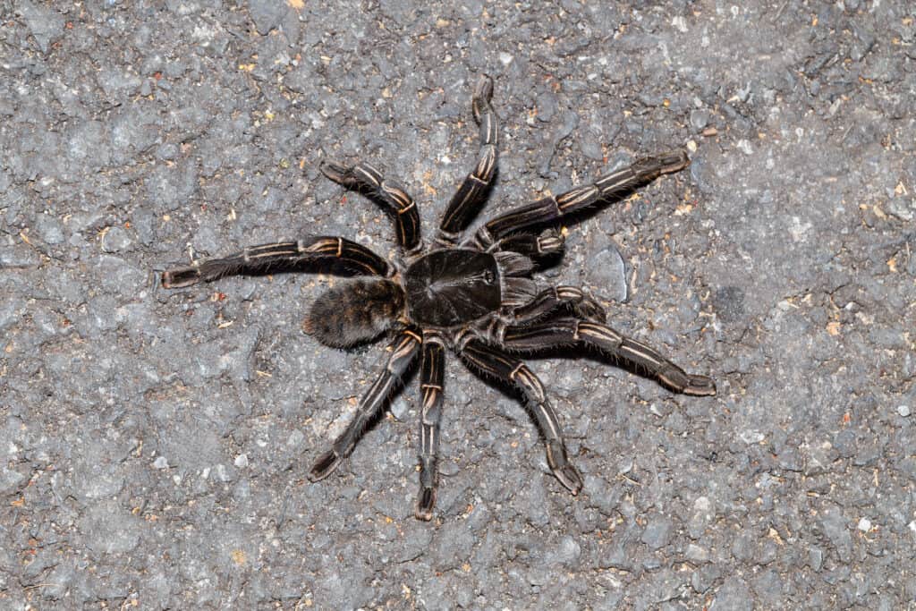 zebra tarantula on concrete