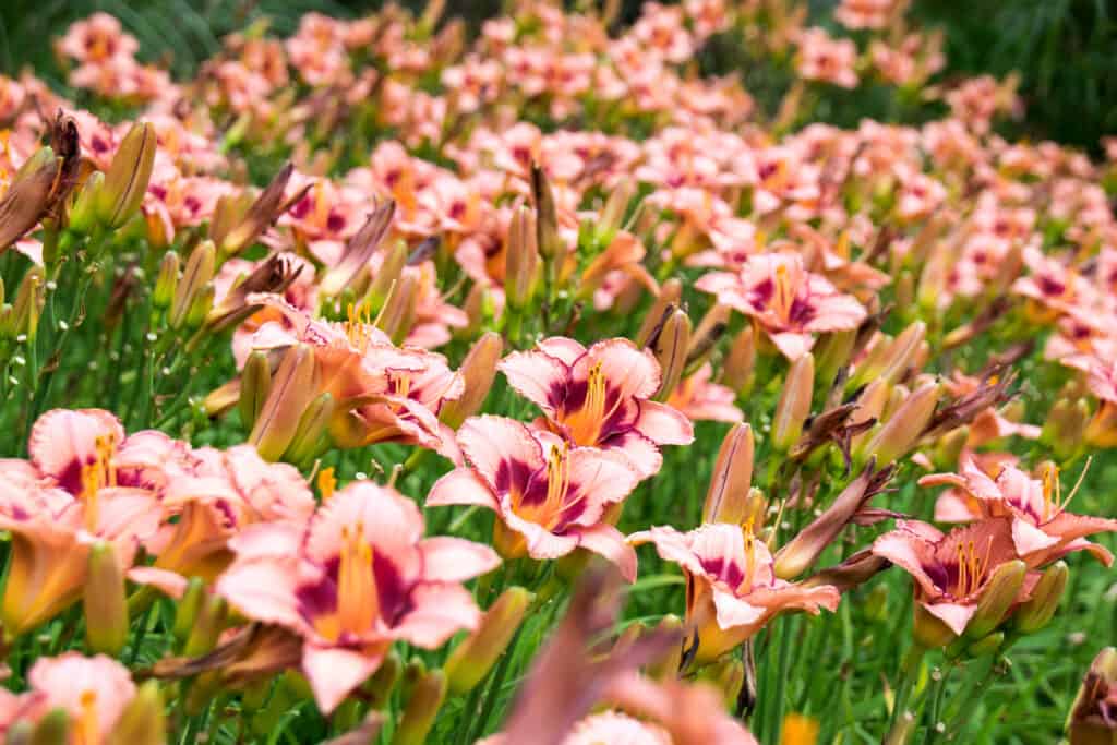 Orange daylily flowers in a garden