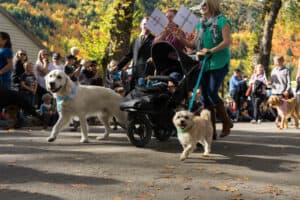 The Best Pet-Friendly Events In San Francisco Picture