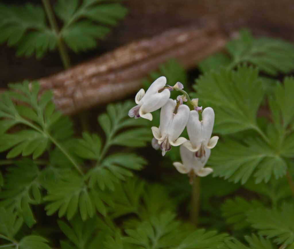Squirrel corn (Dicentra canadensis) with flowers.