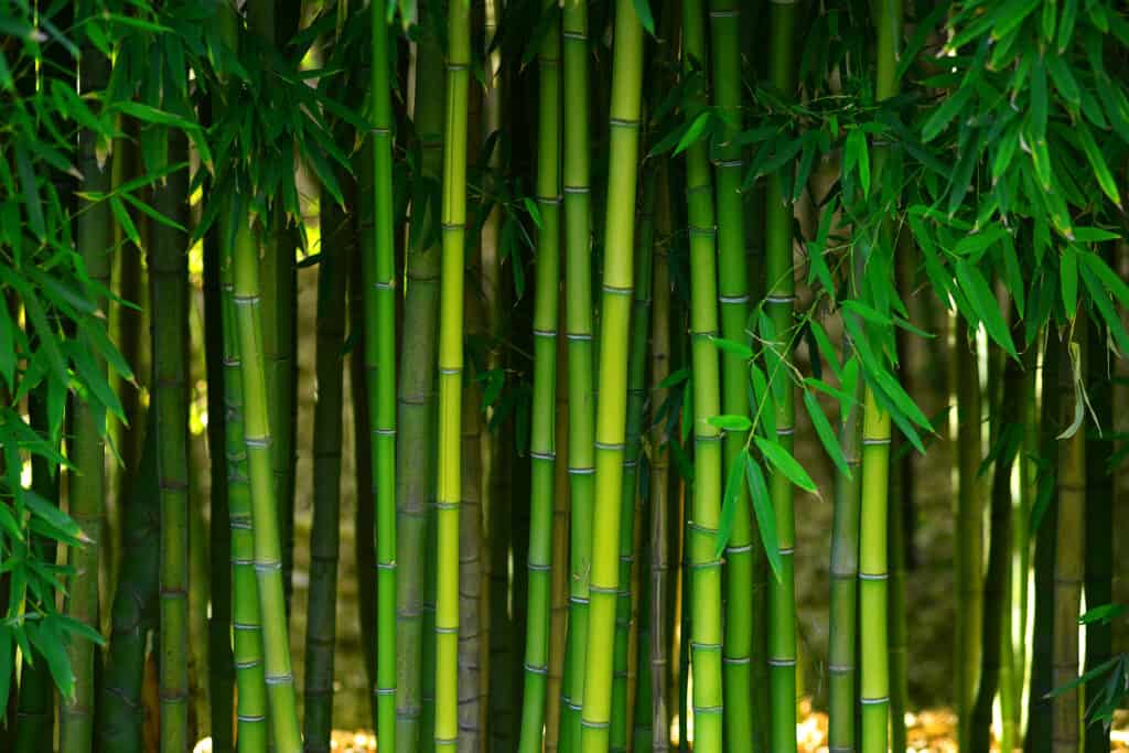 Bamboo (Bambusoideae) plants