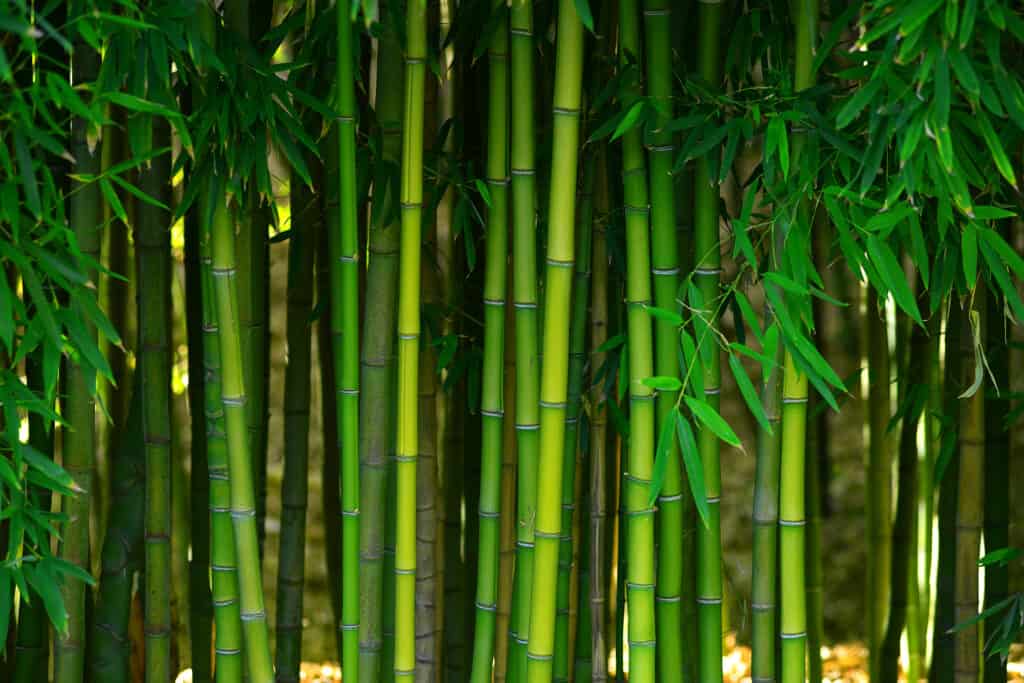 Bamboo plants