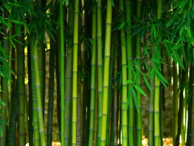 A Bamboo In Minnesota