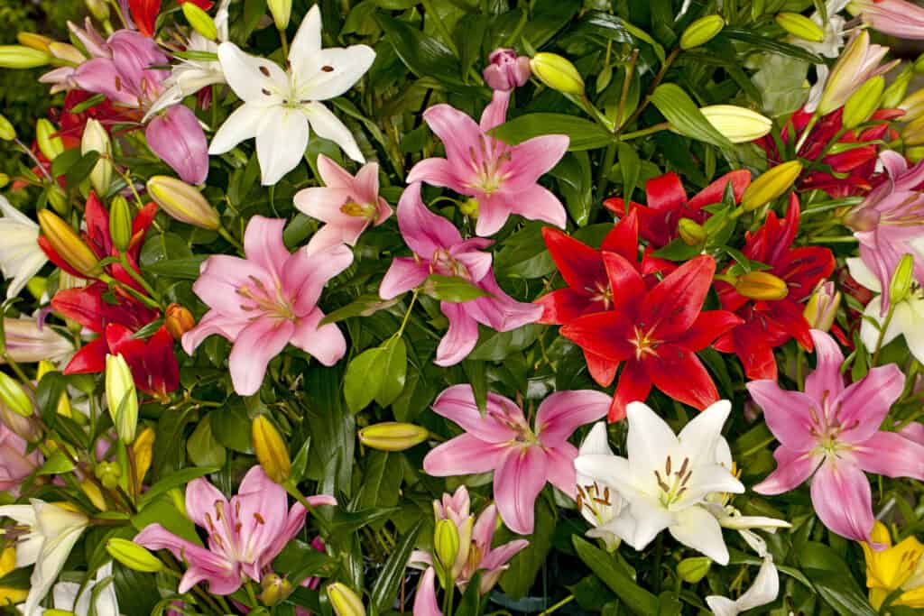 Assorted Asiatic Lilies flowering in a garden