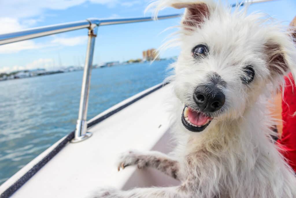 Cute dog on a boat