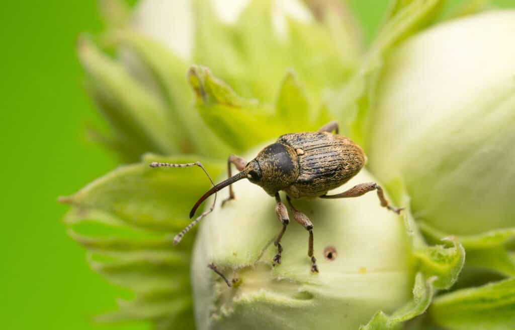 Nut weevil on a plant