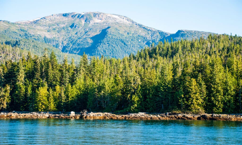 Largest Forest in Alaska