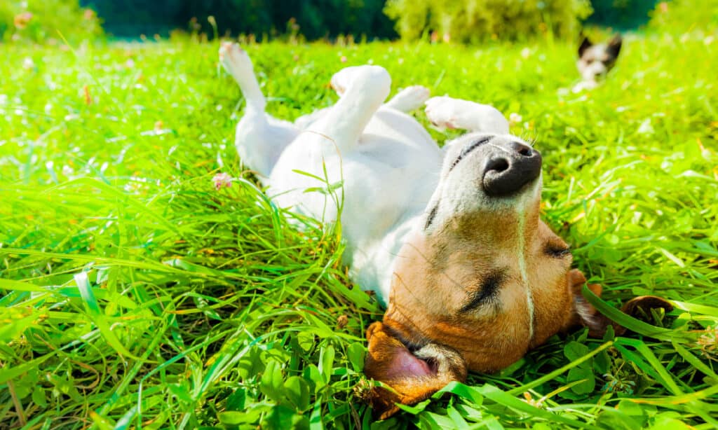 Dog, Summer, Relaxation, Sunlight, Sun