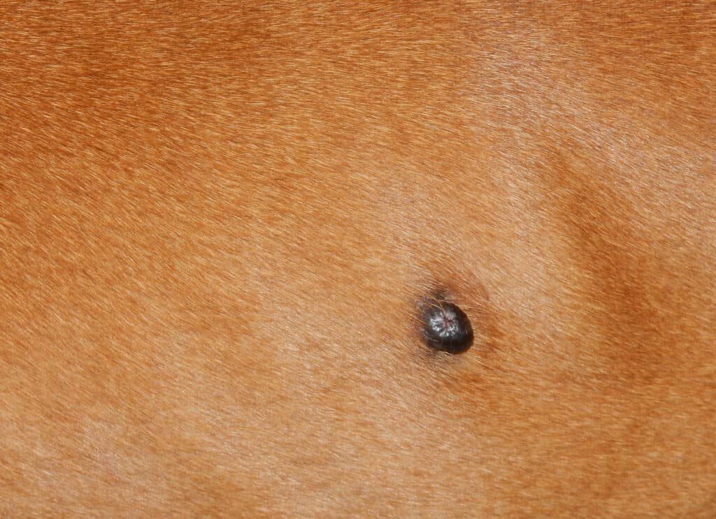 Illustration representing skin tags in dogs