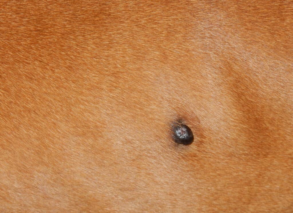 can skin tags on dogs be cancerous