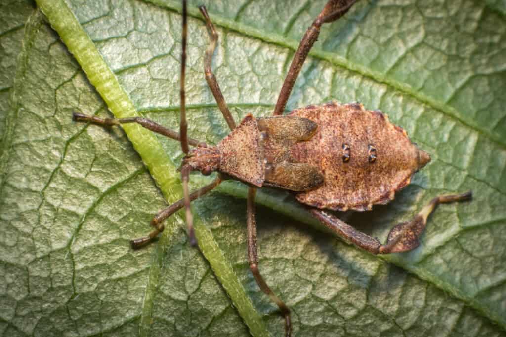 Helmeted Squash Bug