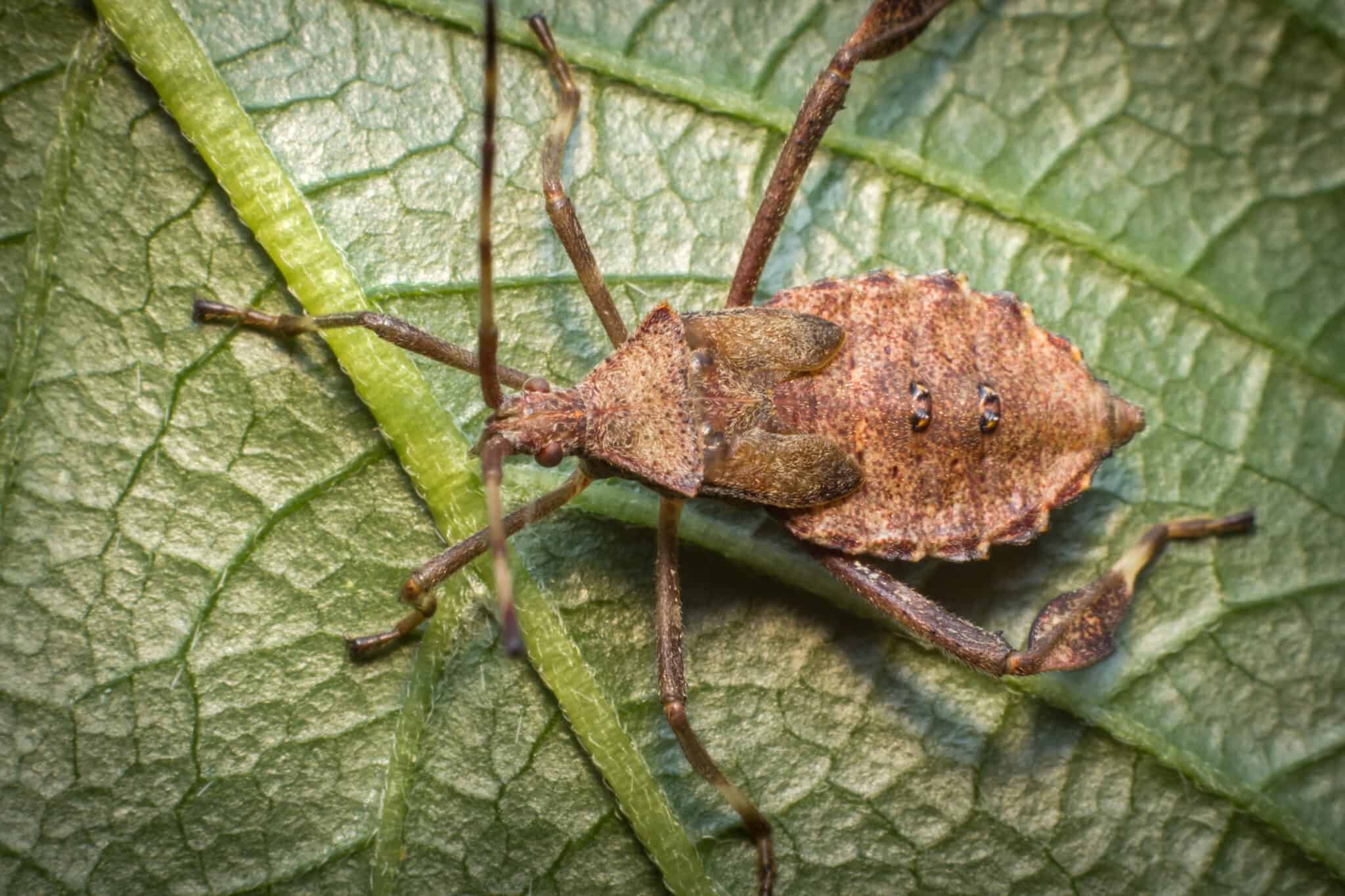 5 Bugs That Look Like Stink Bugs (Including 1 That's Dangerous) - A-Z