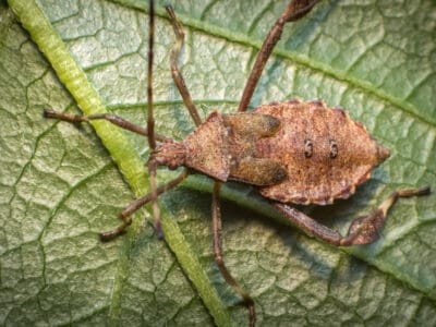 A 9 Plants That Repel Pesky Squash Bugs