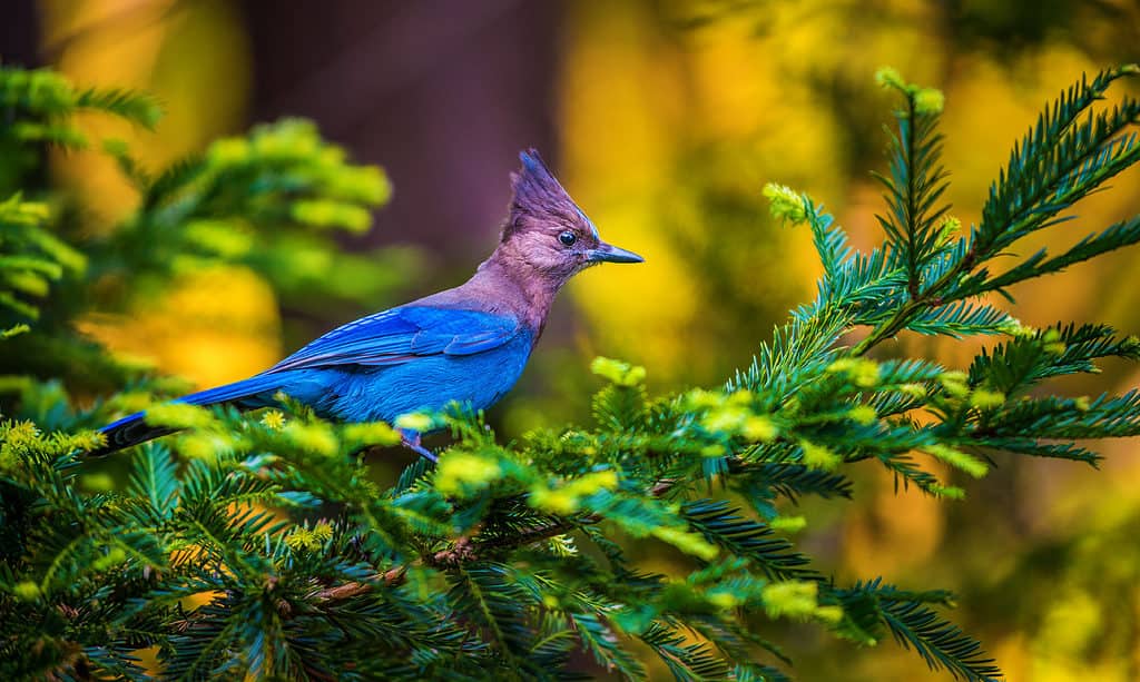 Stellers Jay, Animal, Animal Wildlife, Animals In The Wild