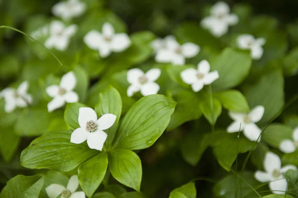 Bunchberry (Cornus canadensis) flowering.