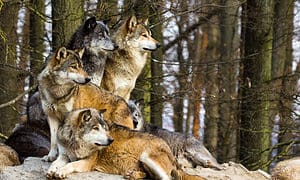 Can Wolves Climb Trees? Picture