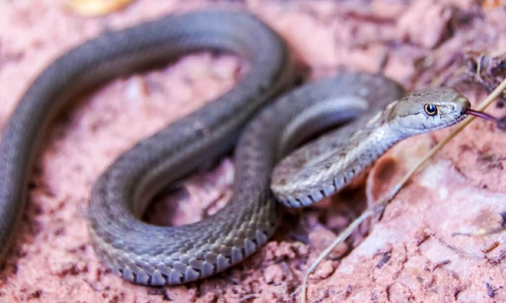 Western terrestrial garter snakes typically inhabit areas close to water.