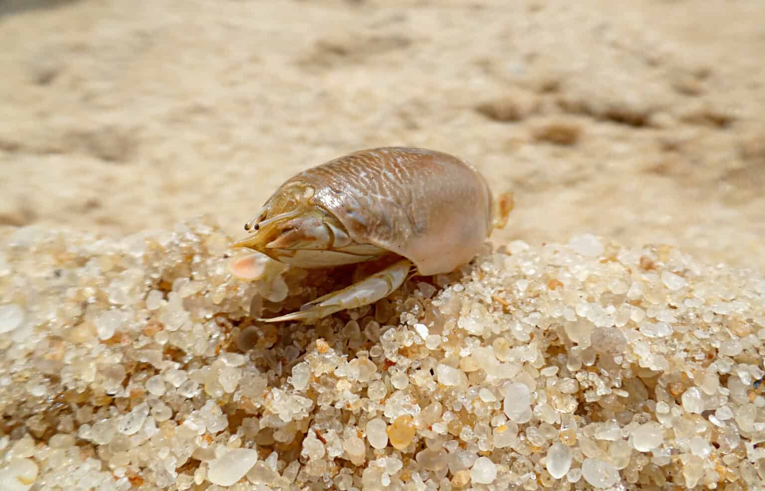 Sandflöhe in Florida AZ Tiere TUNLOG