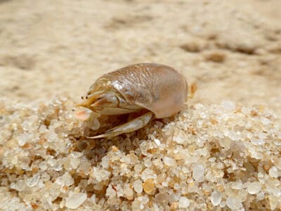A Mole Crab (Sand Flea)