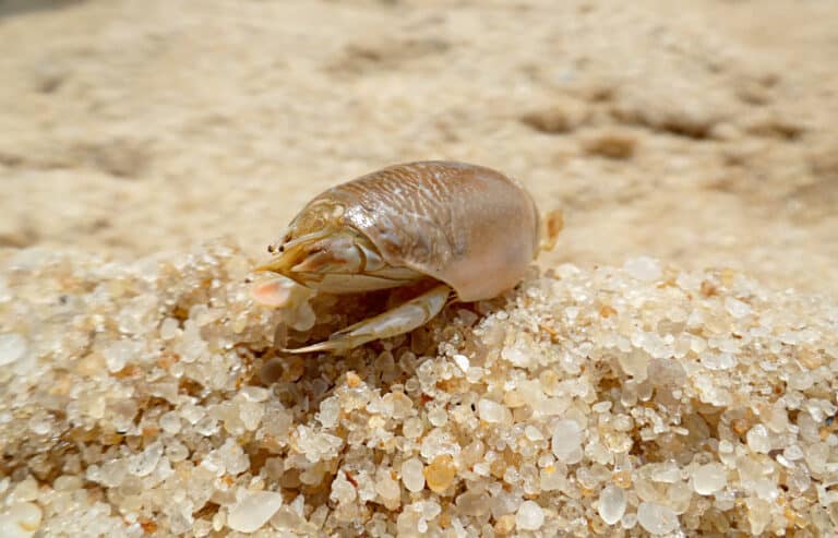 A grenish/grayish mole crab on a tan colored sandy beach.