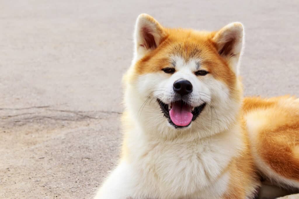 Akita - dog, dog, flattery, adult, animal
